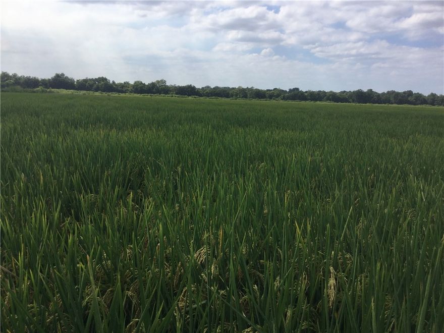 This is the best farm for sale right now in Arkansas!  Set up textbook with precision leveled fields, wells, risers, pipes, drainage and a re-lift system laid out like a subdivision.  Over 10 feet of fertile topsoil and the water table is right there requiring only 25-30 foot wells.  You can get water on and off this farm like clockwork. This farm has been very much improved to make it one of the absolute best in the Delta!  1643 tillable row-crop acres that produce consistent high yields.  Call Laddy!