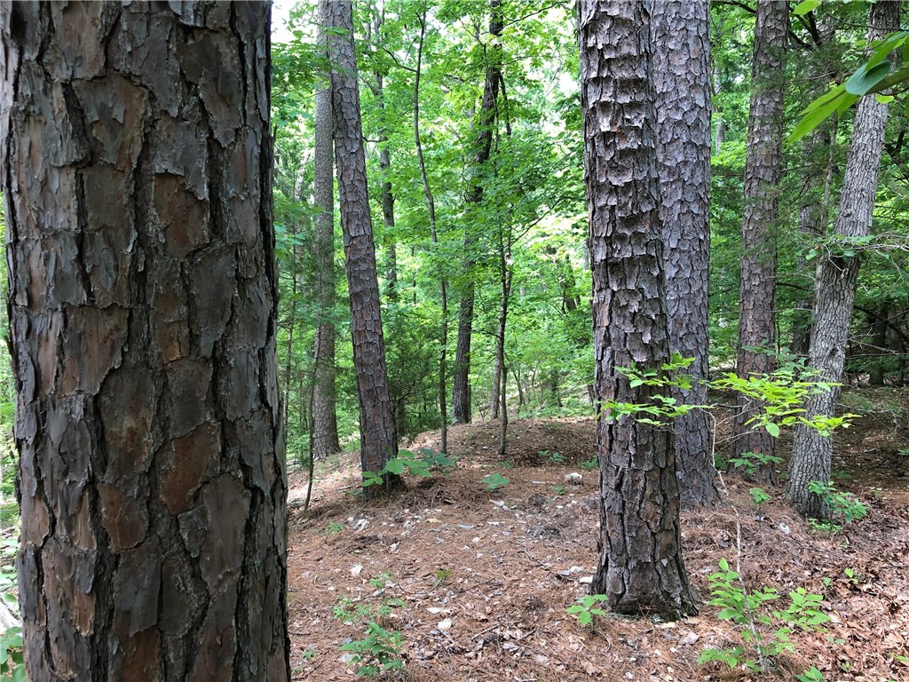 Mossy Oak - Land
