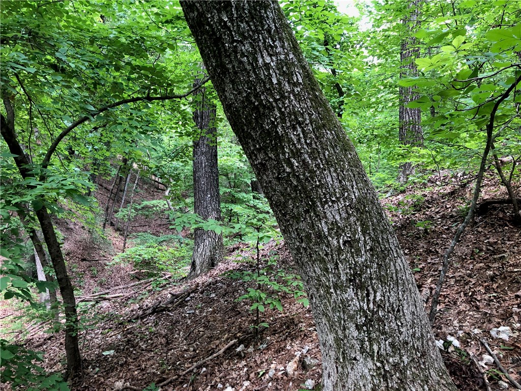 Mossy Oak - Land
