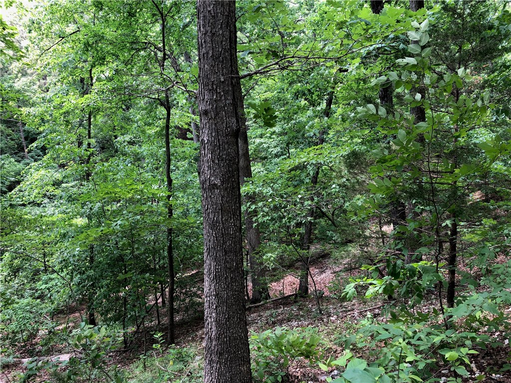 Mossy Oak - Land