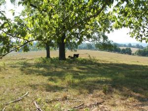 Nice 10-acre parcel on paved Wolf Springs Rd. Just about 1/4 mile N of Yamaha shop. Electric available, must drill well. Buyer should confirm availability of utilities. Deed restrictions apply. See documents for restrictions.Additional land available up to 28 acres total.