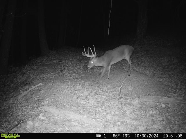 This beautiful 120-acre tract is located off Madison County Road 5390 and offers a perfect blend of seclusion, natural beauty, and outdoor opportunity. The property is heavily wooded with mostly marketable hardwoods and features a scenic wet-weather creek that winds through the landscape. A network of established trails spans the propertyāsome accessible by vehicle, others best navigated by UTVāmaking it ideal for exploring, hunting, or just enjoying nature. Two cleared areas have been established for food plots, attracting an abundance of wildlife including deer, turkey, and even black bear. A rustic fixer-upper cabin sits on the property, offering potential for a weekend retreat or hunting camp. Electric service is already in place, providing a great foundation for future improvements. Whether you're looking for a private getaway, a hunting property, or long-term investment, this land has it all. Donāt miss your chance to see it in personāitās a must-see! More or less acreage available.