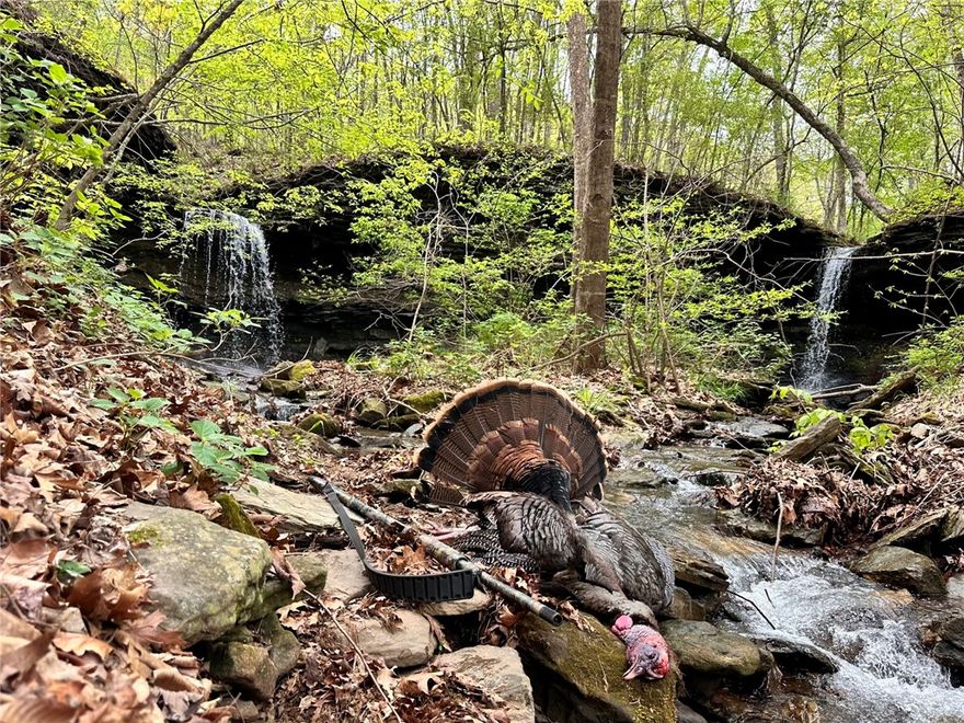 This beautiful 120-acre tract is located off Madison County Road 5390 and offers a perfect blend of seclusion, natural beauty, and outdoor opportunity. The property is heavily wooded with mostly marketable hardwoods and features a scenic wet-weather creek that winds through the landscape. A network of established trails spans the property—some accessible by vehicle, others best navigated by UTV—making it ideal for exploring, hunting, or just enjoying nature. Two cleared areas have been established for food plots, attracting an abundance of wildlife including deer, turkey, and even black bear. A rustic fixer-upper cabin sits on the property, offering potential for a weekend retreat or hunting camp. Electric service is already in place, providing a great foundation for future improvements. Whether you're looking for a private getaway, a hunting property, or long-term investment, this land has it all. Don’t miss your chance to see it in person—it’s a must-see! More or less acreage available.