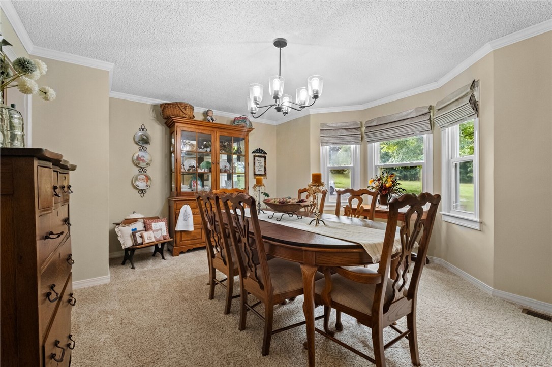 cows, country, dreams, living - Land