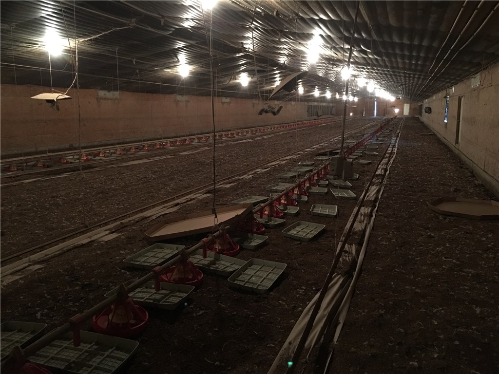 Chicken Mountain - Farm