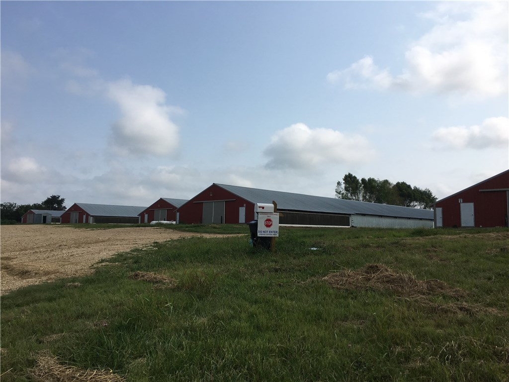 Chicken Mountain - Farm