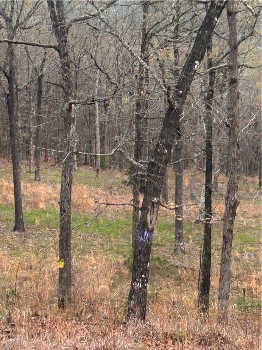 The owner may consider offering some assistance with owner financing. This mostly wooded property, complemented by open spaces, is perfect for a cabin retreat, or recreational use. Bring your tiny home and enjoy being surrounded by nature. Electricity nearby, water at the street and mobile homes are allowed. This is a great opportunity to craft your ideal escape! Septic system needed.  Call for you showing today! Actual 911 address to be determined.