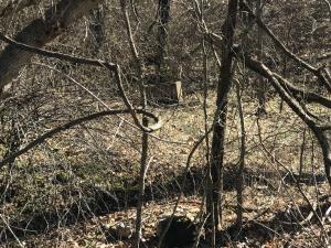 Beautiful acre of property located on a quiet road. Old homesite on level acre with a spring running around the property.