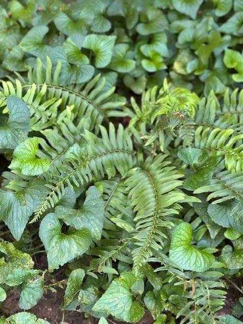 Lowell, Arkansas 72745, United States, 3 Bedrooms Bedrooms, ,2 BathroomsBathrooms,Residential,Pending,141910