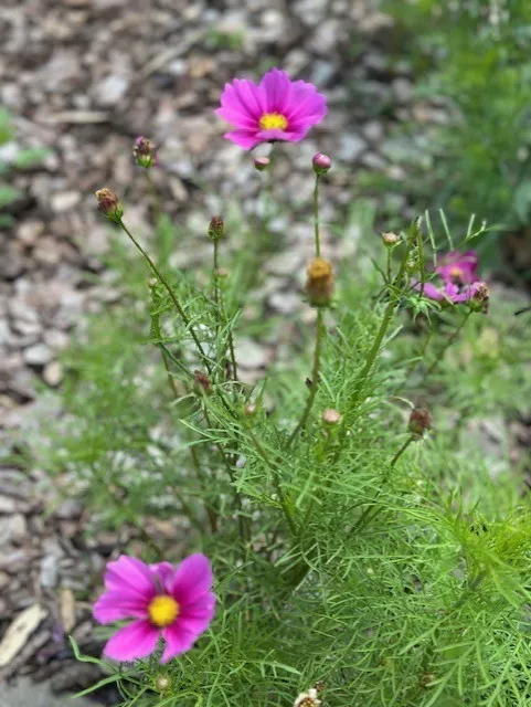 Lowell, Arkansas 72745, United States, 3 Bedrooms Bedrooms, ,2 BathroomsBathrooms,Residential,Pending,141910