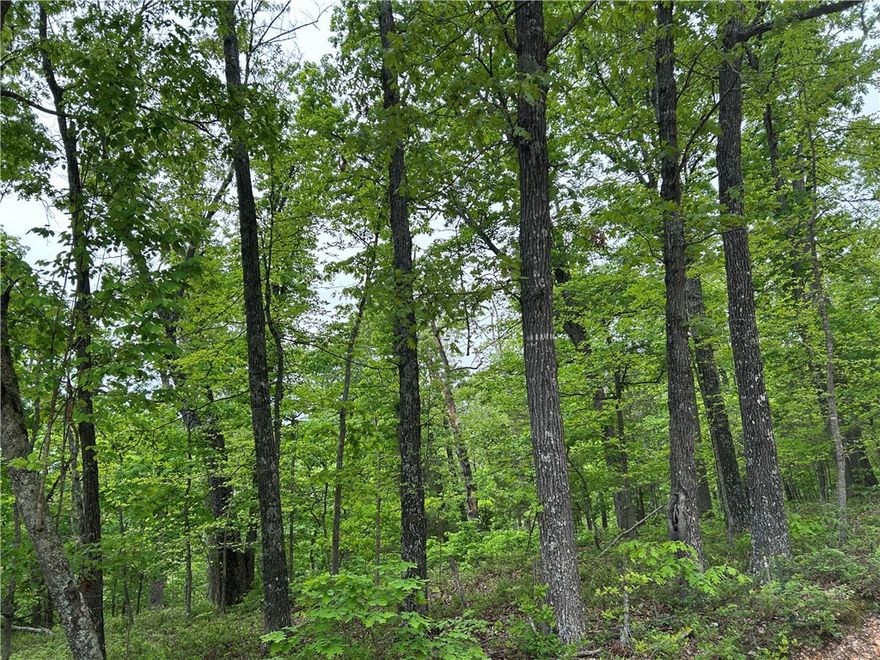 Wooded and private .42-acre lot just a short distance from Beaver Lake. Perfect for a peaceful retreat or future home site surrounded by nature.