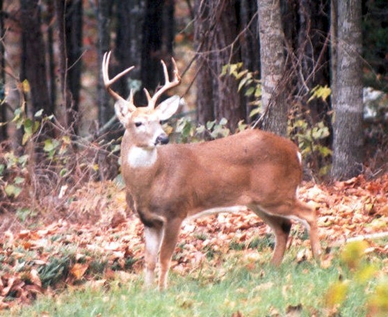 Beaver Shores Unit 4 Rurban - Residential