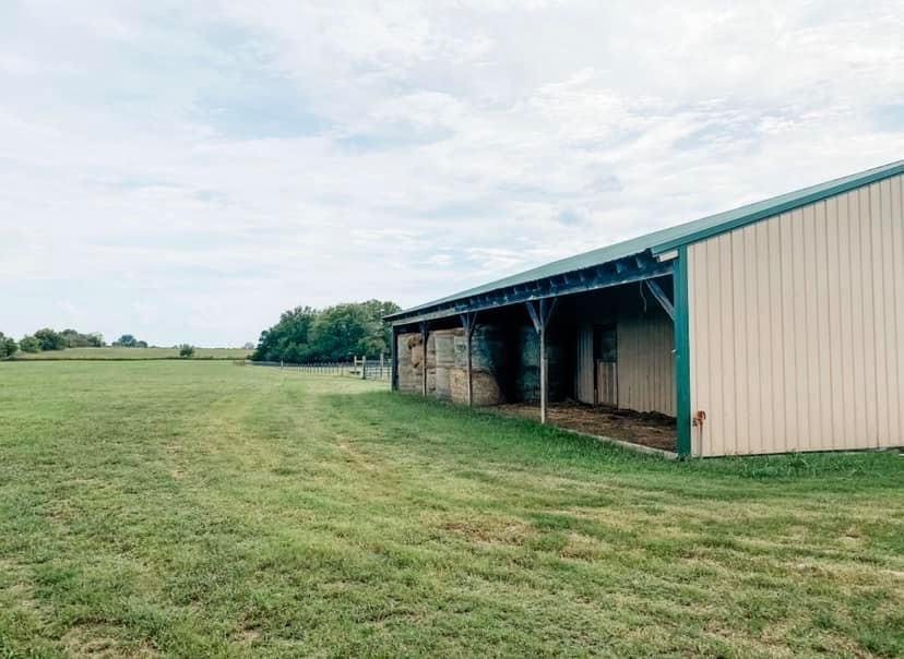 Chickens and cows oh my - Farm