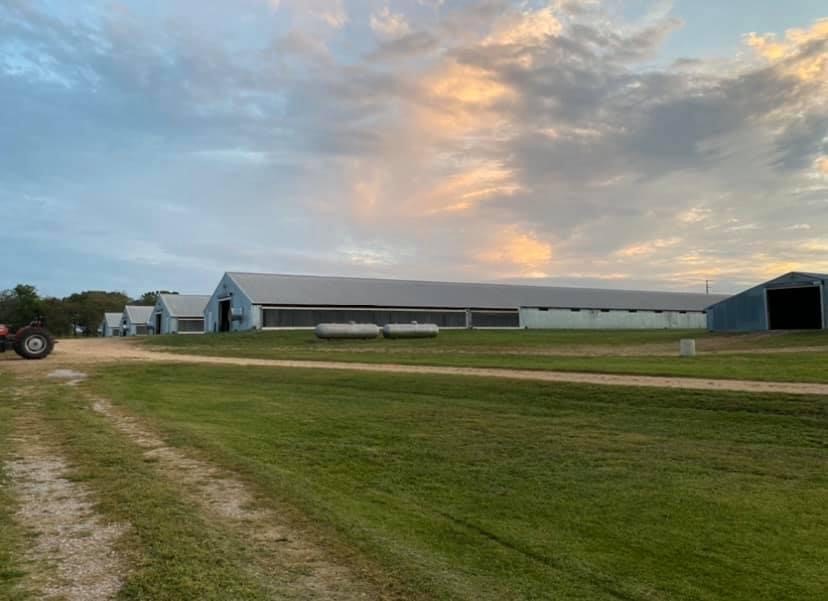 Chickens and cows oh my - Farm