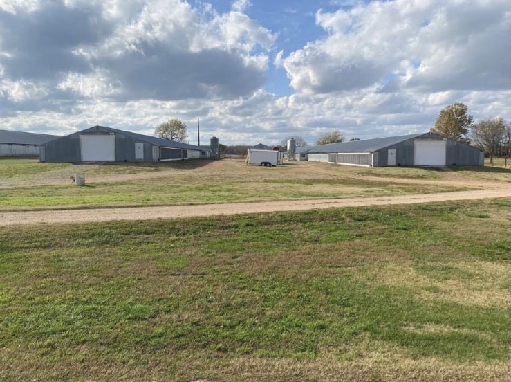 Chickens and cows oh my - Farm