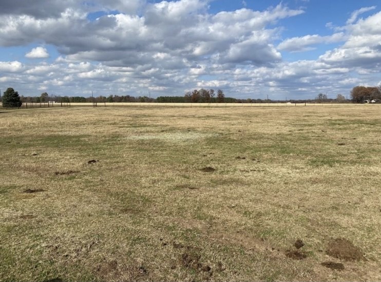 Chickens and cows oh my - Farm