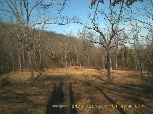 3 Shooting house stay on this 40 acre tract that is located at the end of a private drive. Come enjoy the deer, bear, elk, fox, and bobcats on this remote tract that is a hunters paradise. The shooting house are insulated top bottom and sides. Food plots are already there so just do a little planting and you will be good to go. A prime hunting tract with all the work already done for you. come take a look won't last long. Wildlife photos taken by game cameras on the property