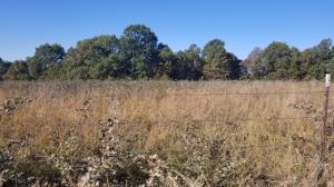 Nice lying field. Perfect for your dream home.