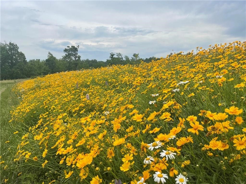Healing Springs Phase 2 - Land