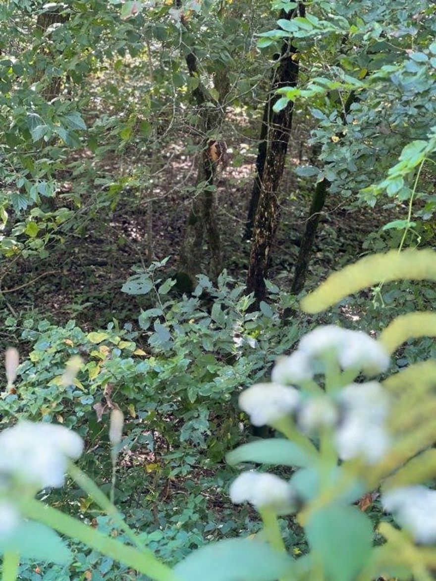 Prime parcels of land, wooded, slightly sloping, paved roads and a creek nearby. Located in close proximity to highways and not far from the interstate but, yet country living. Create your dream home with plenty of room for recreational use. The development for custom homes is another possibility. This versatile property poised at the intersection of development and leisure, invites visionary consideration for a multitude of possibilities both residential and entertainment.