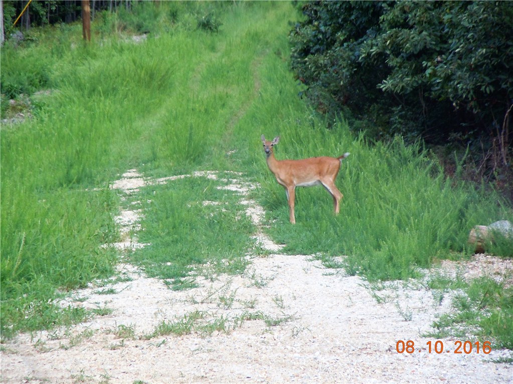 Great location for your home, getaway Cabin in the woods.Good mountain views with some clearing. Private setting on dead end road. Modular of Double wide on permanent foundation Allowed. Short distance to Beaver Lake and White River Access, Trout fishing below the Dam.Electric at the street and septic permit available. Short Distance to Eureka Springs and about 30 minutes to Rogers / Bentonville.