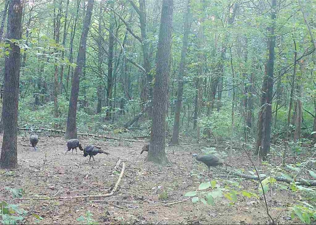 Other Subdivision - Land