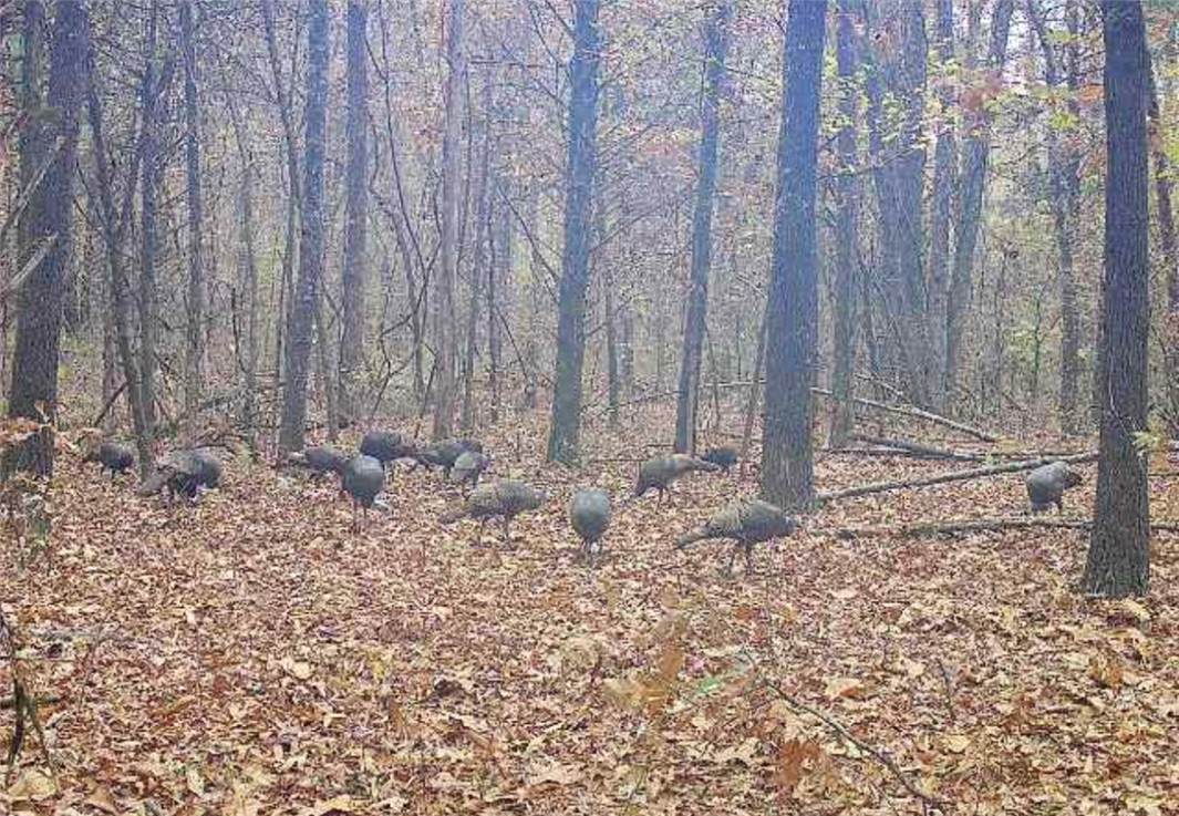 Other Subdivision - Land