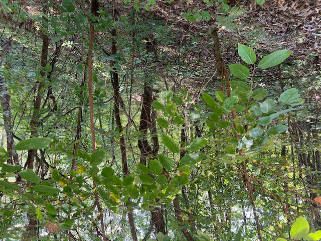 Unit 2 Holiday Island - Land