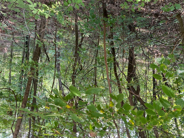 Unit 2 Holiday Island - Land