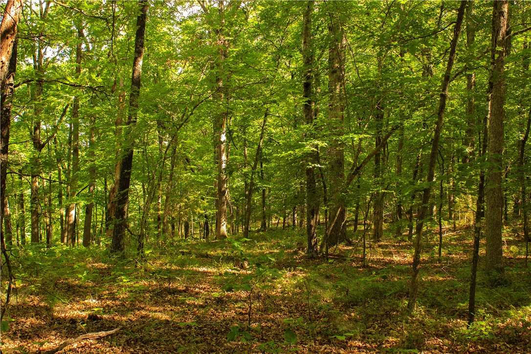 Nestled in the scenic Ozark Mountains, this stunning 10-acre property offers an exceptional opportunity for those seeking to build their dream retreat or establish a permanent residence. Located just 30 minutes from Huntsville, Arkansas, and a mere 15 minutes from the serene War Eagle Creek, this land boasts easy access to local amenities while providing the tranquility of rural living. With extensive county road frontage the property offers convenience and flexibility. An existing well on-site and electricity available along the county road further enhance the property's readiness for your plans.
On site well existing but will need a pump.