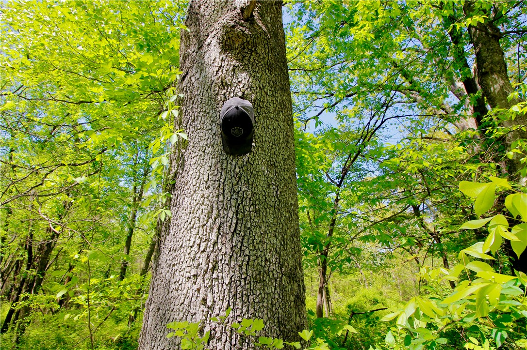 Berryville Outlots - Land