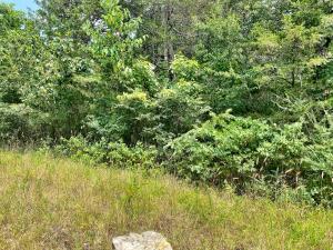 Great lot for that cabin at the Lake. You can be the only house on the street. Seclusion with the amenities of being in town. 800 SF minimum building restriction. Less than 5 minutes to a public boat launch.