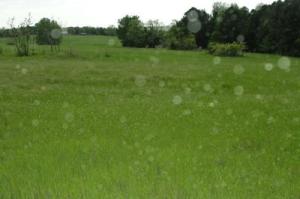 Nice property that would be ideal for a poultry farm. Great location and a nice view. Lots of potential. Pasture makes hay. Good views! City water and electric available. If home is sold first no restrictions on the land but if land is sold first there will be a restriction against poultry farms.