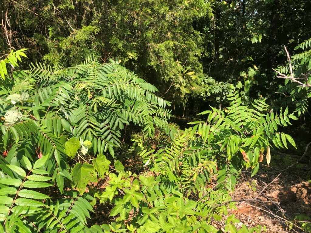 Large 0.30(+/-) acre lot on sewer, close to Greenway.