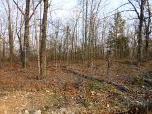 Great piece of wooded land. Nice flat areas on both sides of county road for home or cabin. Wildlife galore. Close to the Buffalo River. Owner would consider owner financing with good down payment.