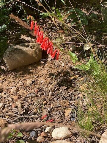 ZION PANORAMA - Land