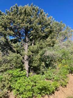 ZION PANORAMA - Land