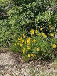 ZION PANORAMA - Land