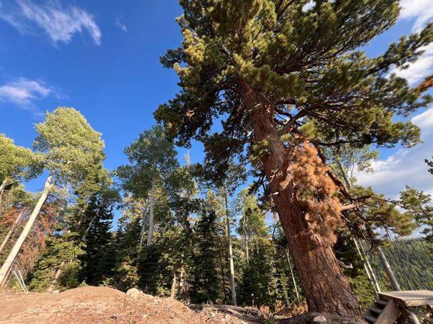 Escape to the mountains with this 0.79-acre unimproved lot located just above Beaver, Utah, near Eagle Point Resort. Tucked away in the scenic Tushar Mountains, this property offers peaceful seclusion with direct access via unpaved roads.
With a gentle slope and stunning natural surroundings, it's the perfect spot for a future cabin, or a second home. Enjoy year-round recreation with skiing, hiking, and mountain biking all nearby.
A rare chance to own affordable mountain land in one of Utah's hidden gems.