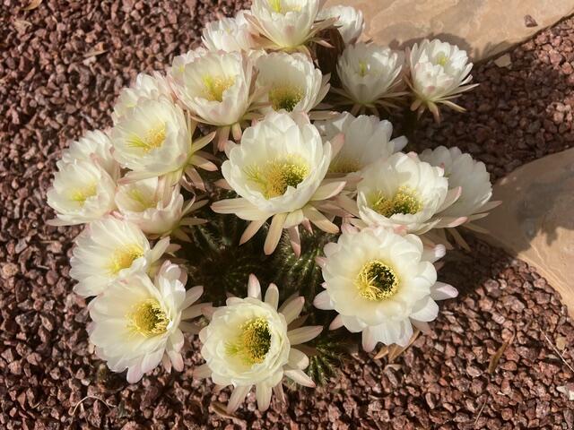 SUN RIVER - Residential