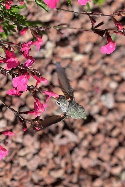 SUN RIVER - Residential