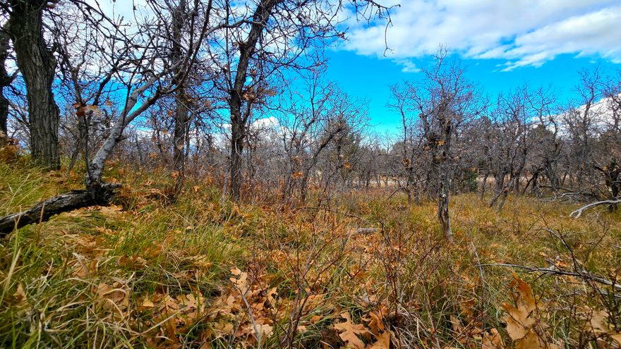 Picture your home on this serene, wooded 1-acre homesite in a desirable gated mountain community. Located at the base of Manti-La-Sal Mountains.

HOA maintains roads & gate for year-round access-perfect for full- or part-time living. 
Appt required for access. Buyer to verify. See Whisperingpinespoa.com

Electricity and water is stubbed. Power pole on SW corner of lot. Yearly HOA Fee is $250. Water connection fee for meter and hook up is $1,000. 
Annual water fee is $250 for 1, A share which is .45 acre ft. Septic needed. Will need propane for gas.