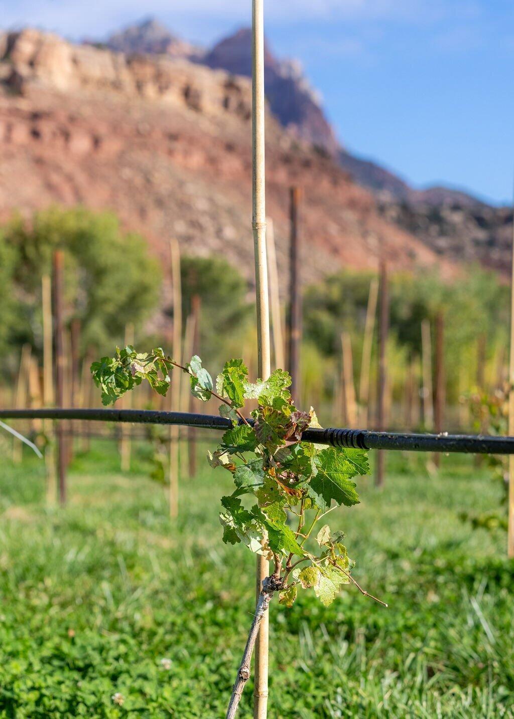 ROCKVILLE TOWNSITE - Residential