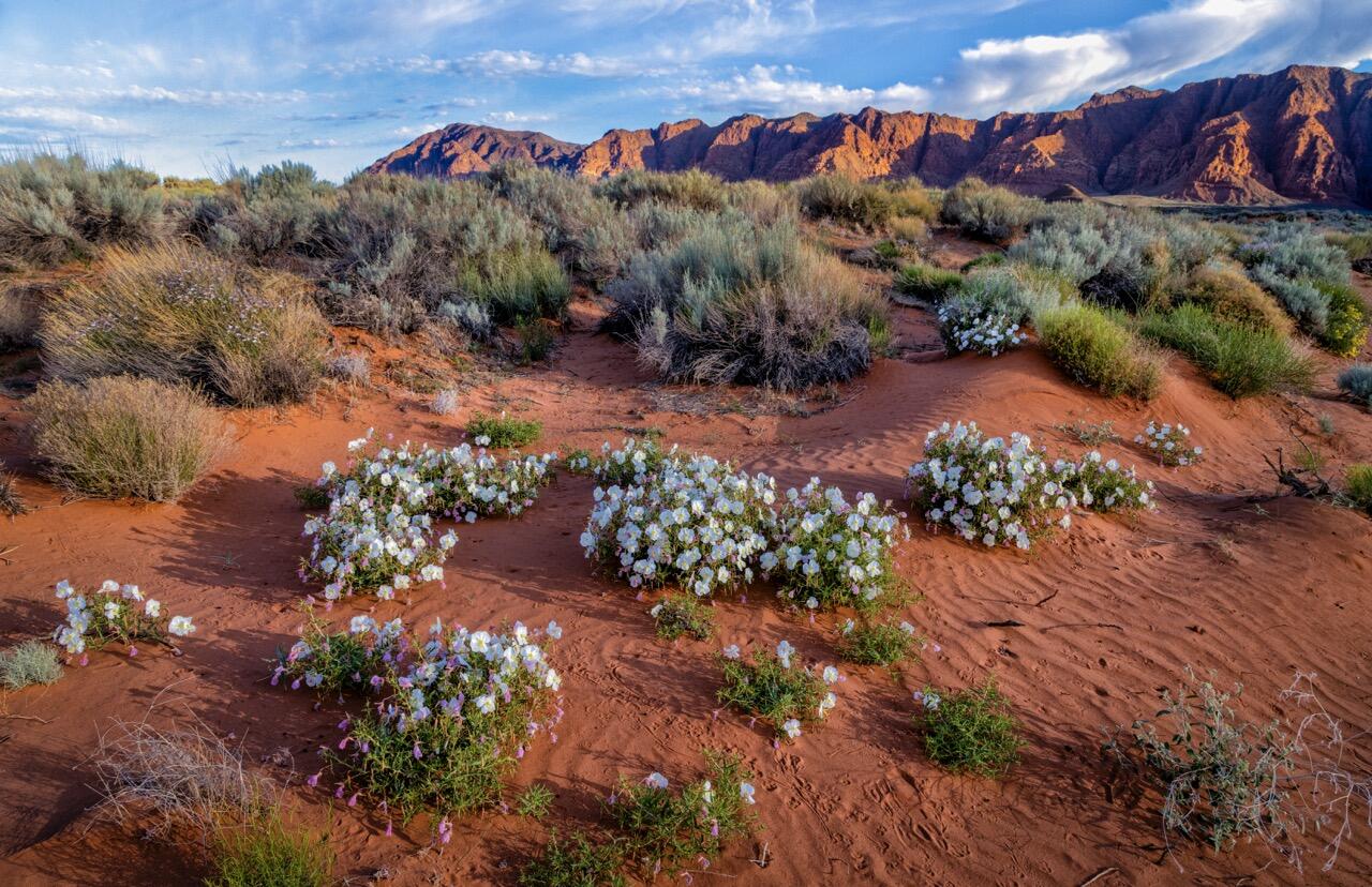 TAVIAWK - Residential