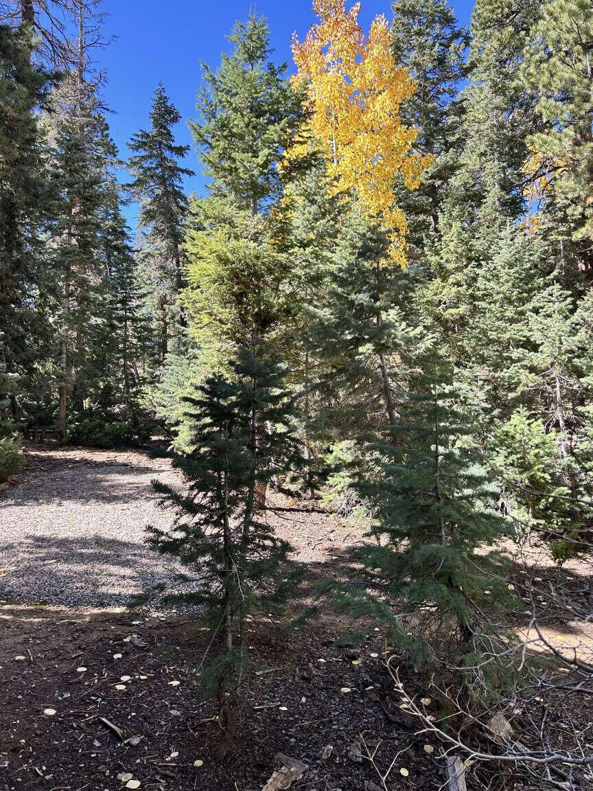 MEADOW VIEW ESTATES - Residential