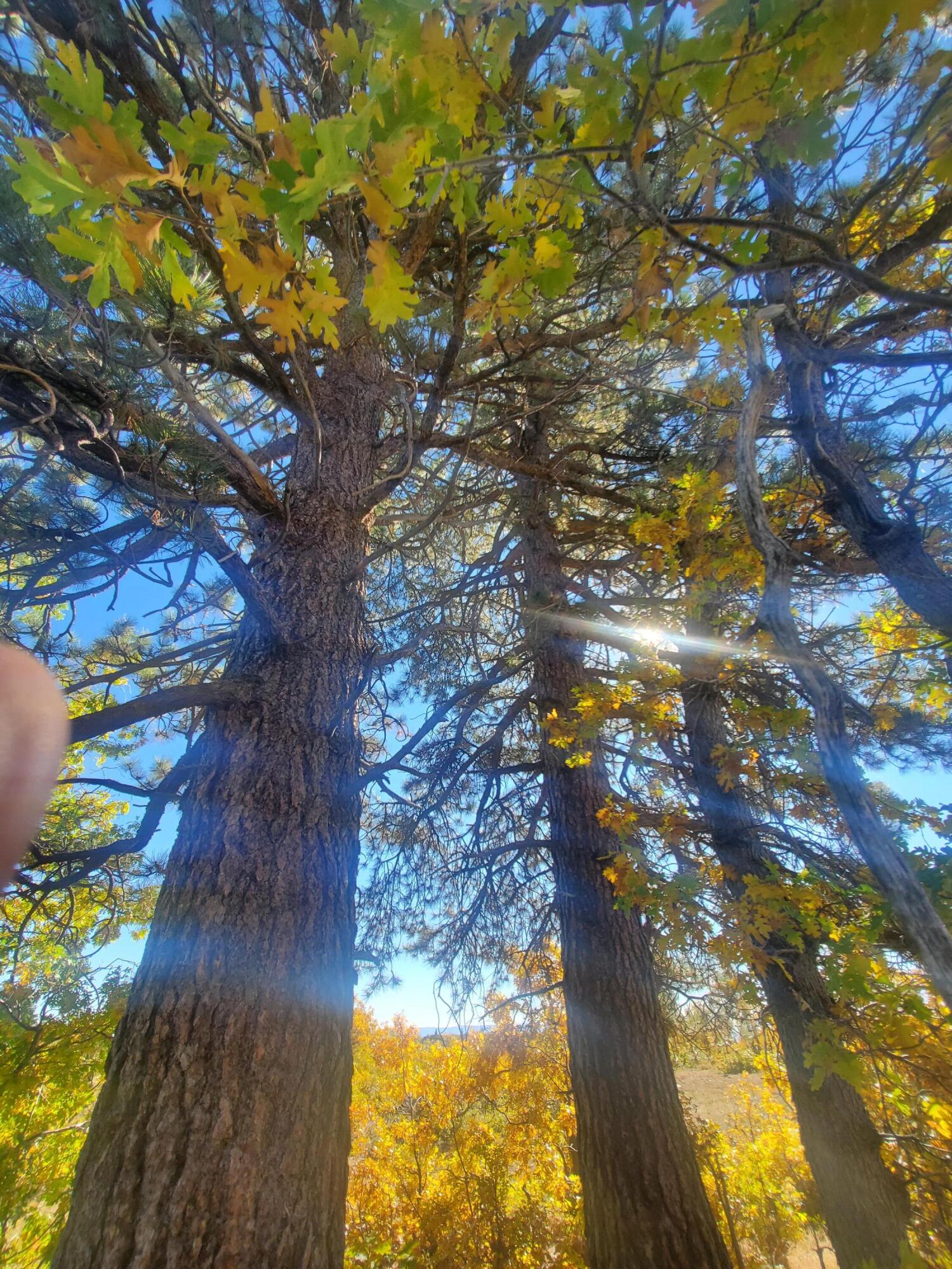 WHISPERING PINES SUB - Land