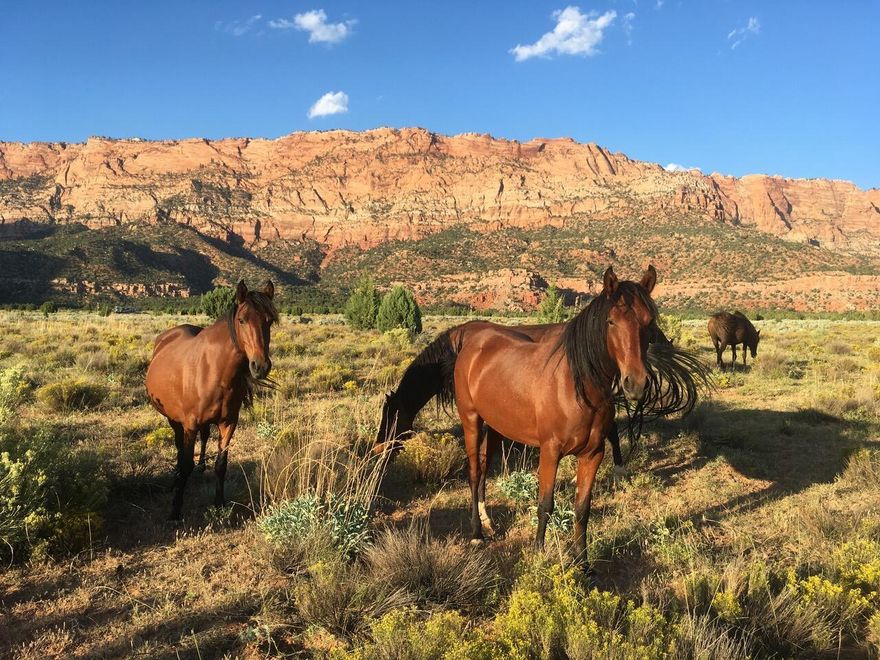 Incredible property in Apple Valley with jaw dropping views.