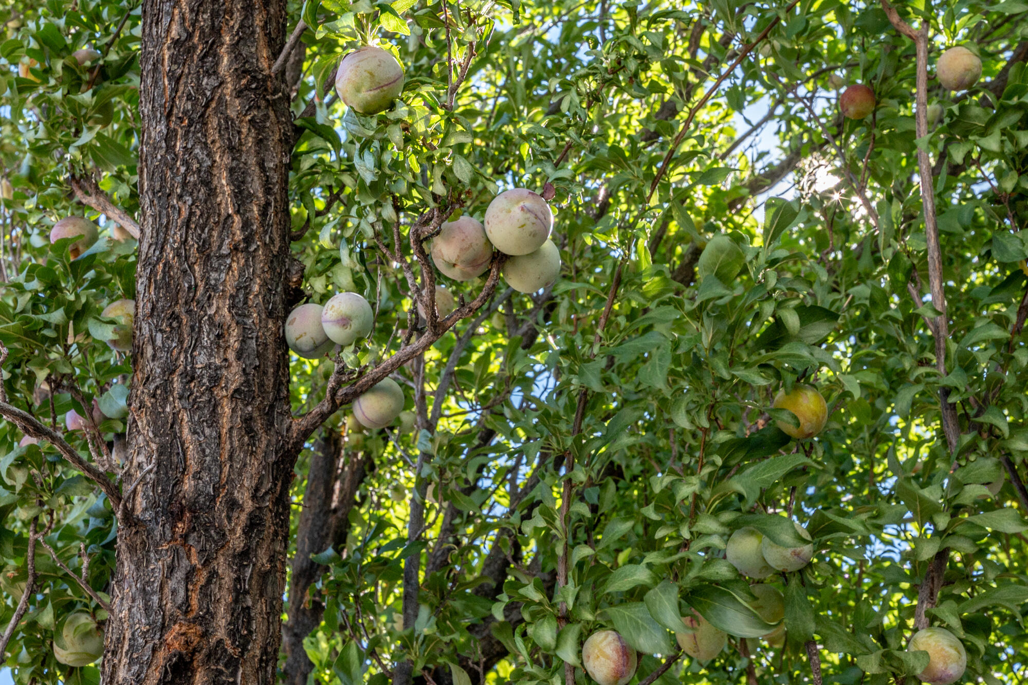 NEW HARMONY FARMS - Residential