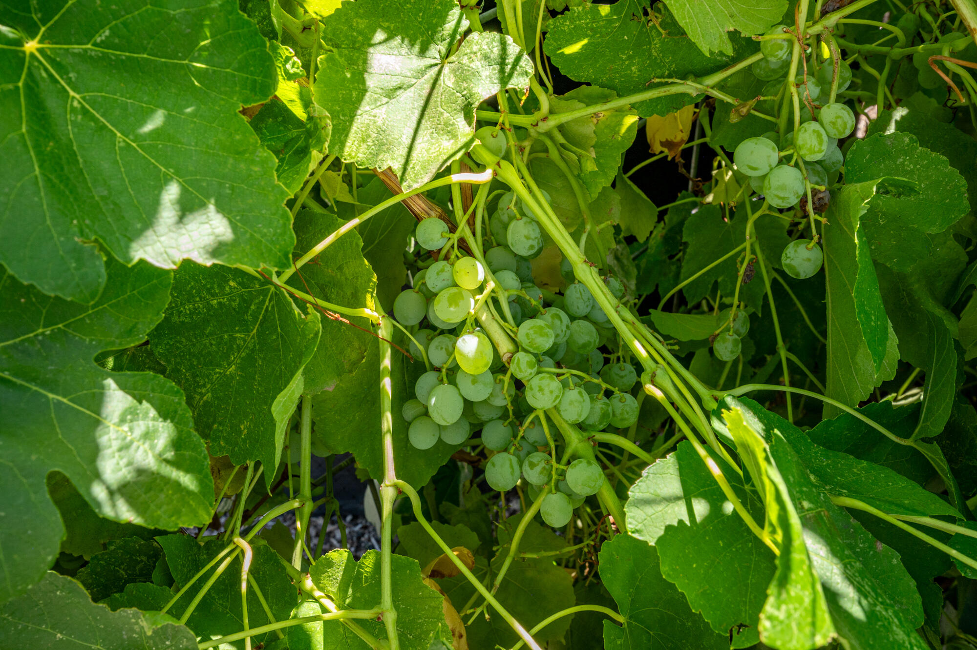 NEW HARMONY FARMS - Residential