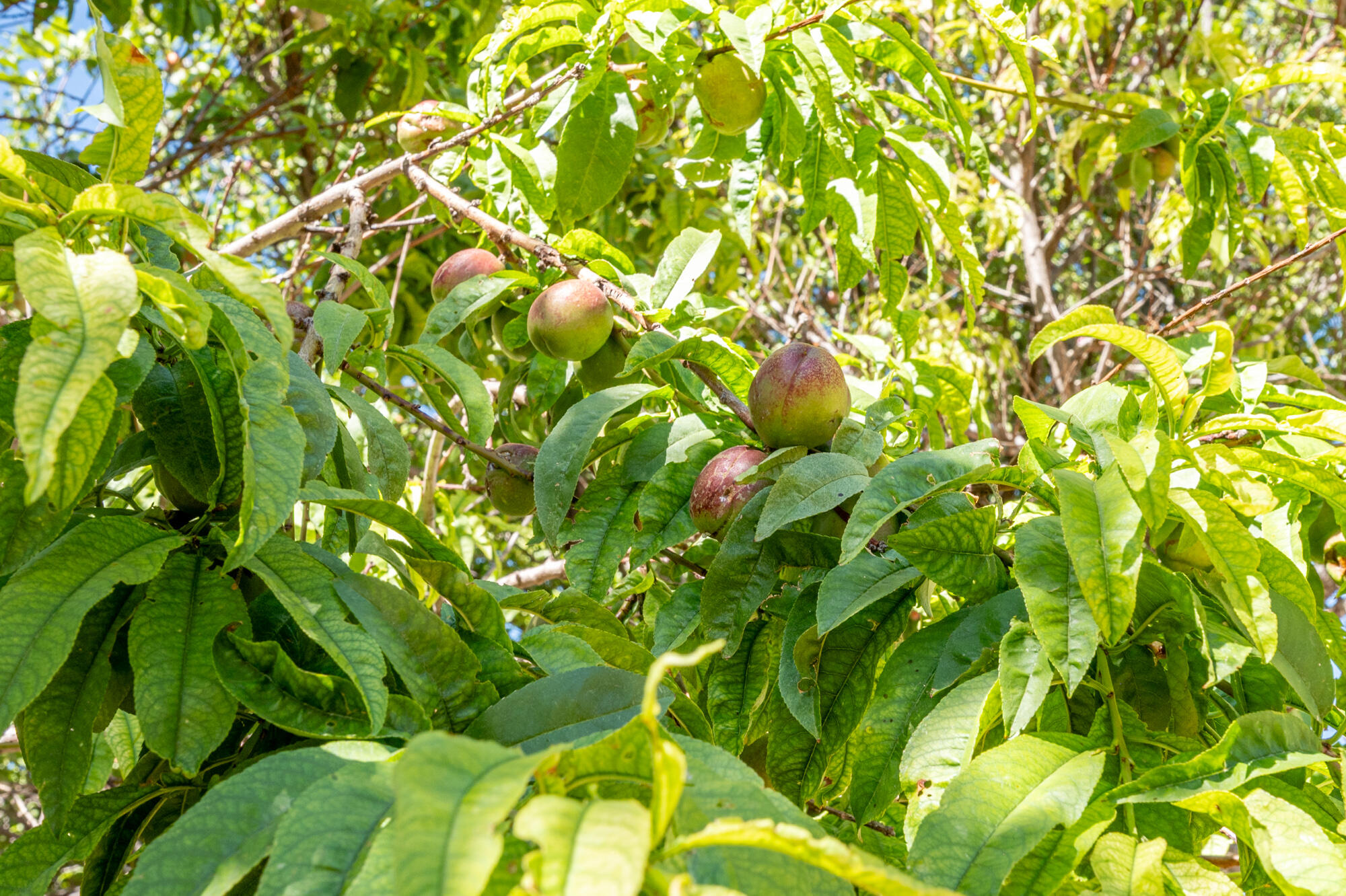 NEW HARMONY FARMS - Residential